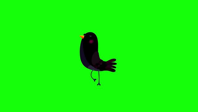 Ousel black bird cartoon animation character bluebox one step move. Blinking eyes, opening bill, seamless loop behaviour.