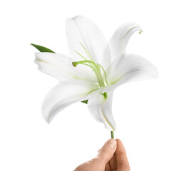 Obraz premium Female hand with beautiful lily flower on white background