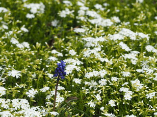 春の花　芝桜とムスカリ