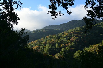 trees in the mountains