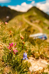 Beautiful alpine flowers on a sunny summer day at St Johann, San Giovanni, Ahrntal valley, Pustertal, Trentino, Bozen, South Tyrol