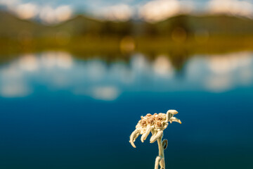Leontopodium alpinum, Edelweiß, at Mount Fulseck, Dorfgastein, St. Johann im Pongau, Salzburg, Austria