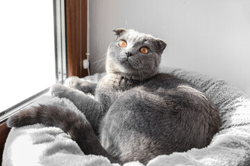 Scottish fold cat lying on pet bed near window at home