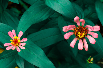 Pink zinnia flower on green blue leaf, nature background, flowers shape, toned process. leaves...