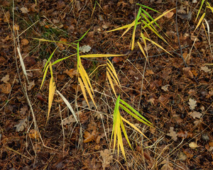 Tall grass plant with yellow coloured leaves on autumn forest ground. Top view.