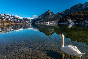 Stunning panorama view of Grundlsee lake with swan and snow covered mountain peaks, Ausseerland - Salzkammergut region, Styria, Austria