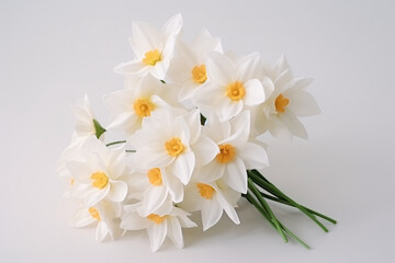 daffodils narcisuss on white