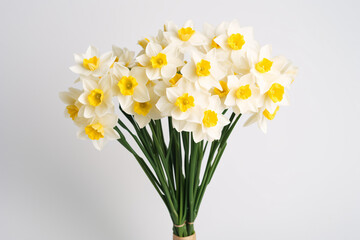 Naklejka na ściany i meble daffodils narcisuss on white