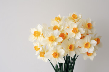 daffodils narcisuss on white