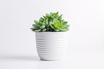 pot with succulents aesthetics style white background