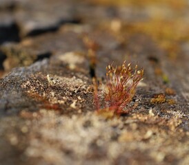 moss and lichen on the stone