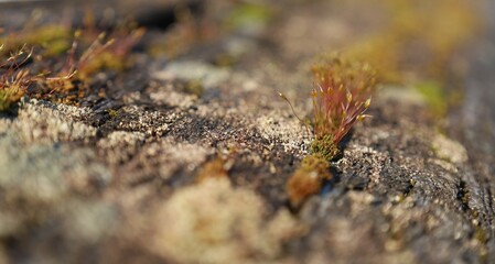 moss and lichen on stone