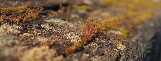 Fototapeta na wymiar Lichen and moss on stone
