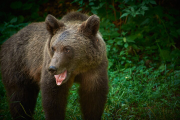 brown bear in Romania looking for food