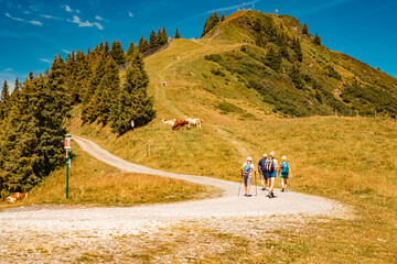 Alpine summer view with cows and hikers at Mount Fulseck, Dorfgastein, St. Johann im Pongau,...