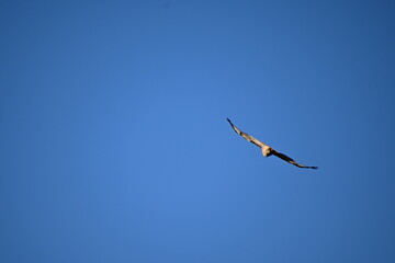 eagle in flight