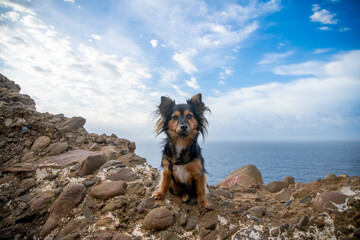 Dog in front of the Mediterranean Sea