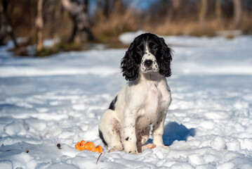 A beautiful black and white hunting spaniel puppy is sitting on a snowy lawn in the park. The dog looks at the owner. Hunting dog breed.