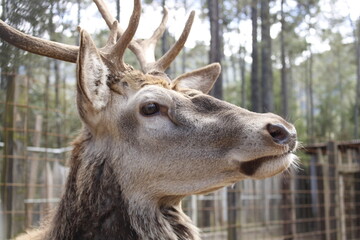 VENADO CON CUERNOS VIENDO HACIA UN LADO