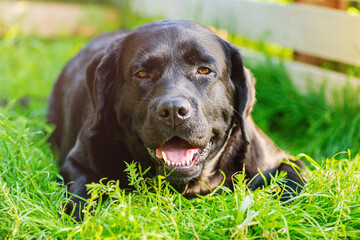 A dog of the Labrador retriever breed lies on the grass. A black dog is resting on a sunny day.