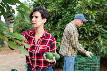 Female hired employee harvesting avocado in the garden