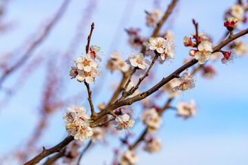 Flowers and flowering trees in early spring. Spring background with copy space