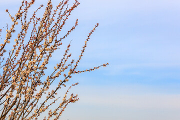 Branches of flowering fruit trees with selective focus. Spring background with copy space