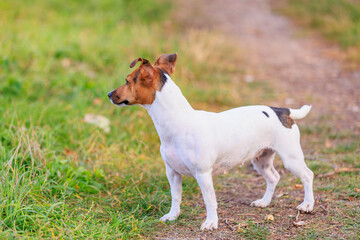 A cute Jack Russell Terrier dog is walking in the park. Pet portrait with selective focus and copy space