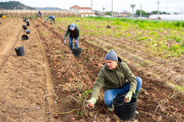 European man gardener picking fresh potatoes on plantation.