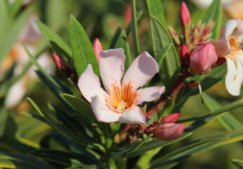 Pink flower on a Dwarf Oleander (Nerium oleander) plant in a garden