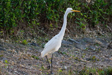水辺のダイサギ