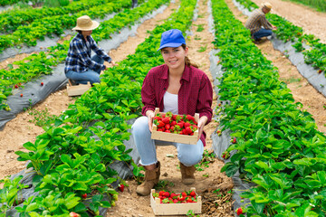 Young attractive woman farm worker harvesting organic strawberry at a field on a sunny day