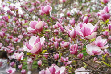 Magnolia tree branch blossom in springtime garden. Blooming pink magnolia outdoor in public park, gardening, landscape design.