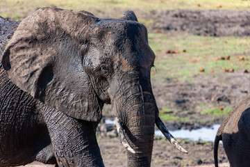 african elephant walking in the savannah and playing in the mud