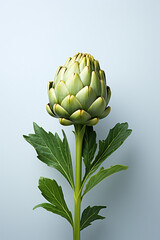 Fototapeta premium artichoke on a green leaf