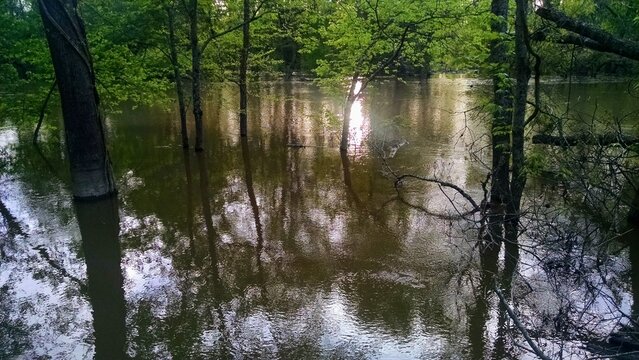 reflection of trees in the water