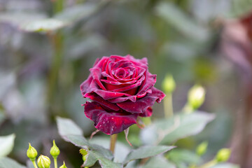 ブラック バッカラ