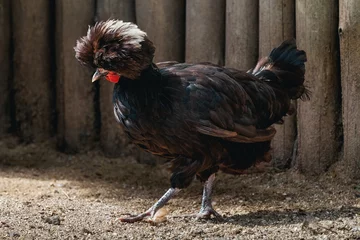 Fotobehang Polish Chicken with beautiful Crest © diegograndi