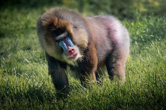 Male Mandrill Monkey (Mandrillus sphinx)