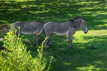 Fototapeta na wymiar Grevys Zebra Pair (Equus grevyi)