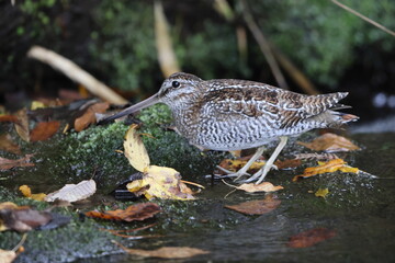 The solitary snipe (Gallinago solitaria) is a small stocky wader. It is found in the Palearctic from northeast Iran to Japan and Korea. This photo was taken in Japan.