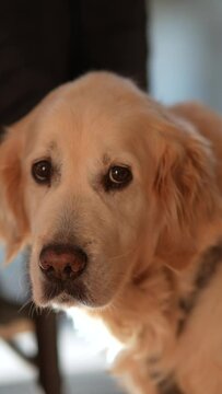 Beautiful Golden Retriever dog