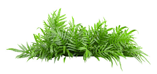 Tropical plant fern bush shrub tree isolated on white background with clipping path. - obrazy, fototapety, plakaty
