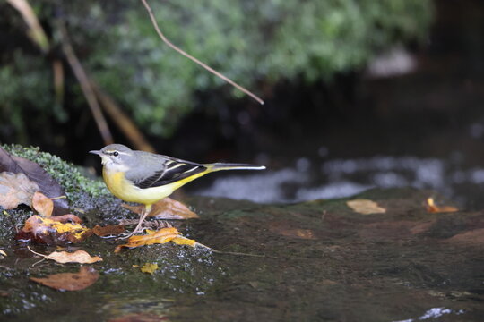Grey wagtail (Motacilla cinerea) is a member of the wagtail family, Motacillidae. This photo was taken in Japan.