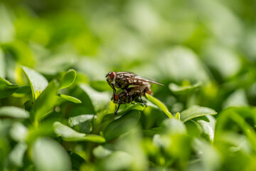 Flies Mating Macro Shot