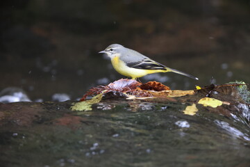 Grey wagtail (Motacilla cinerea) is a member of the wagtail family, Motacillidae. This photo was taken in Japan.