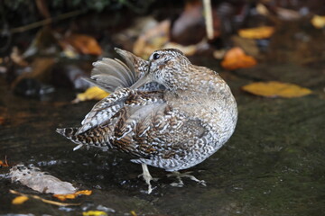 The solitary snipe (Gallinago solitaria) is a small stocky wader. It is found in the Palearctic from northeast Iran to Japan and Korea. This photo was taken in Japan.