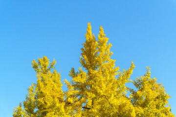 Fototapeta premium Golden ginkgo trees under a blue sky