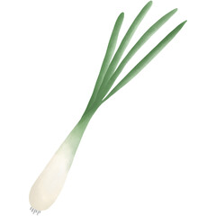 Fototapeta premium Spring onion