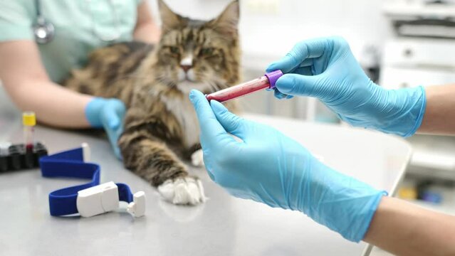 Two professional veterinarians take a blood test from a Maine Coon cat at a veterinary clinic. A laboratory technician holds a test tube with tomcat's blood in his hands. Work of the veterinary lab